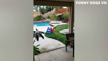 Funniest Animals Video - Funny Dogs And Cats - Try Not To Laugh Animals 2022 (1)