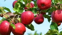 Bahçede elma toplamaya giden çiftçi, gördüğü manzara sonrası  İlçe Tarım'ı aradı: Çok garip bir doğa olayı var
