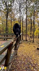 Bear fait la moue quand on lui dit de descendre du pont - Buzz Buddy