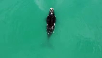 Bec d'eau en forme de V de la baleine franche - Buzz Buddy