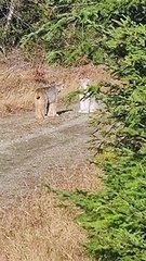 Deux lynx canadiens interagissant sur un chemin forestier dans le Maine - Buzz Buddy