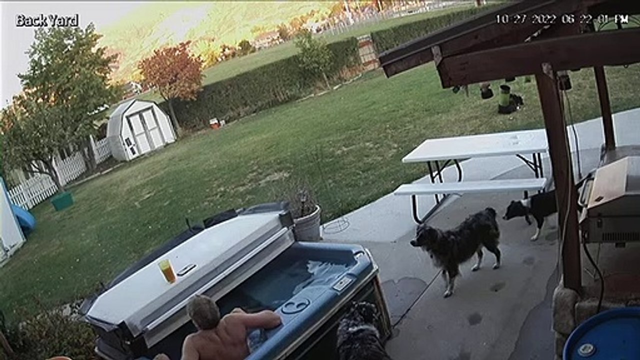 Doggo saute dans le bain à remous et est surpris - Buzz Buddy