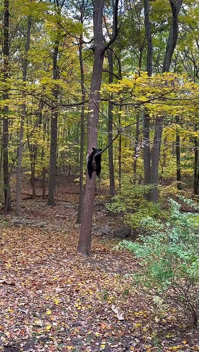 Gardez vos pensées profondes dans un arbre - Buzz Buddy