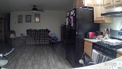 Husky provoque accidentellement un incendie dans la cuisine - Buzz Buddy