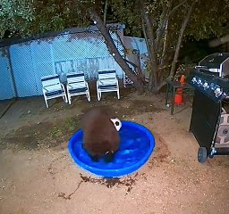 La famille Bear s'amuse dans son jardin - Buzz Buddy