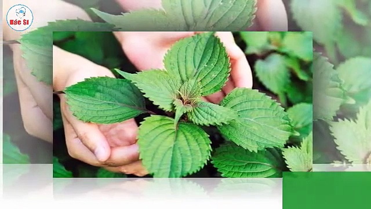 6 Loại thảo mộc, thảo dược giúp giảm cơn ho khô