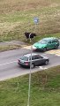 La vache attend l'escorte du passage pour piétons - Buzz Buddy
