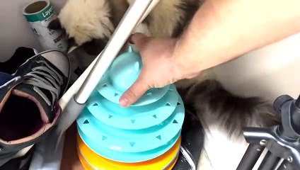 Le chat a ramené à la maison un petit lapin et il s'est coincé dans un tube - Buzz Buddy