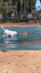Le raton laveur et le chiot jouent sur la bâche de la piscine - Buzz Buddy