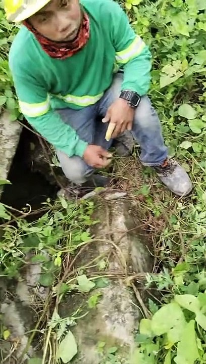 Les ouvriers du bâtiment trouvent et sauvent des chiots sur le chantier - Buzz Buddy