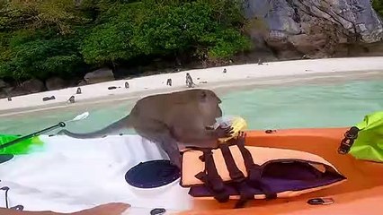 Les singes intimident le kayakiste - Buzz Buddy