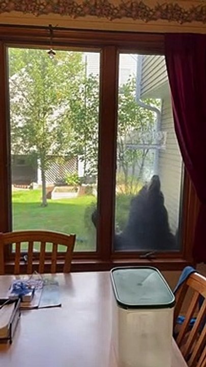 L'ours noir visite la mangeoire à oiseaux de la fenêtre de la famille - Buzz Buddy