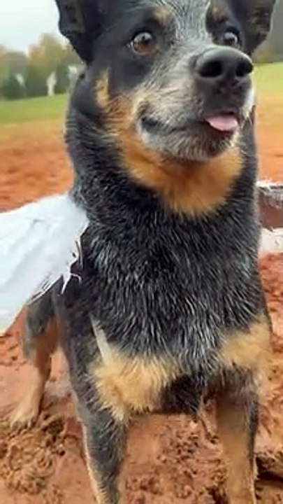 Sissy le talonneur joue dans l'eau avec un costume d'oiseau - Buzz Buddy