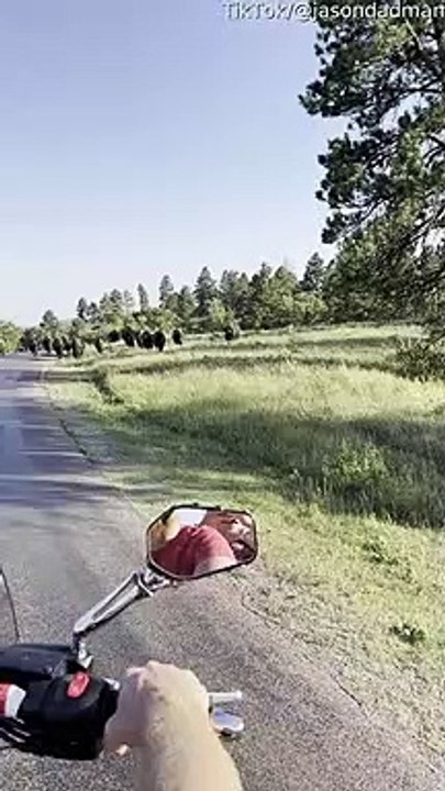 Troupeau de bisons passant par des motards - Buzz Buddy