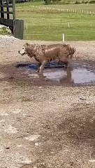 Un chien boueux heureux roule autour de - Buzz Buddy