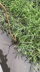 Utiliser un bâton pour sauver un chaton trempé - Buzz Buddy