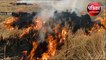 सख्ती के बावजूद पंजाब में धड़ल्ले से जलाई जा रही पराली, अब तक 17,000 के पार मामले