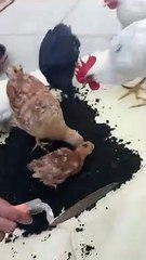 Larwa Chicken Worms / Eating Chickens