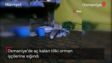 Osmaniye’de aç kalan tilki orman işçilerine sığındı