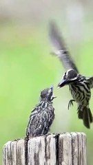 Burung yang cantik memberi makan anaknya
