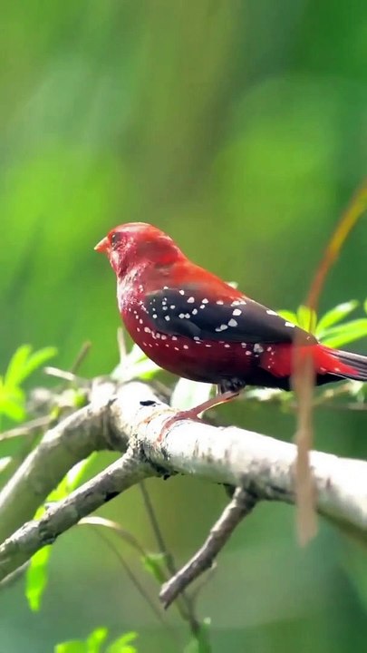 Red avadat song bird