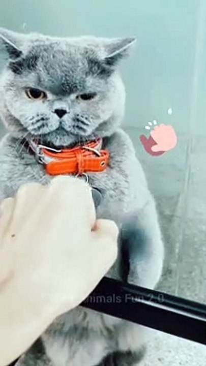 funny cat || funny dog|| Funny Animal video