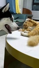 Cat VS Dog battle