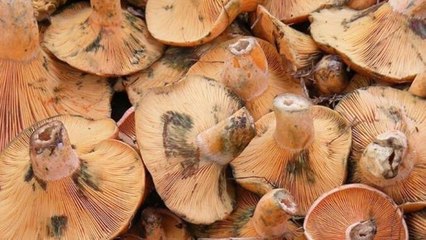 Prof. Dr. Aydın: Doğadan toplanılan mantarlar kesinlikle yenmemeli