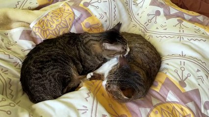 2 Ekor kucing yang saling menyayangi