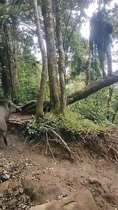 being chased by a ferocious pig