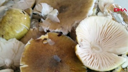 İki kişinin ölümüne neden olan mantarın görüntüsü ortaya çıktı