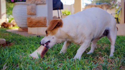 Puppy Enjoying A Big Bone