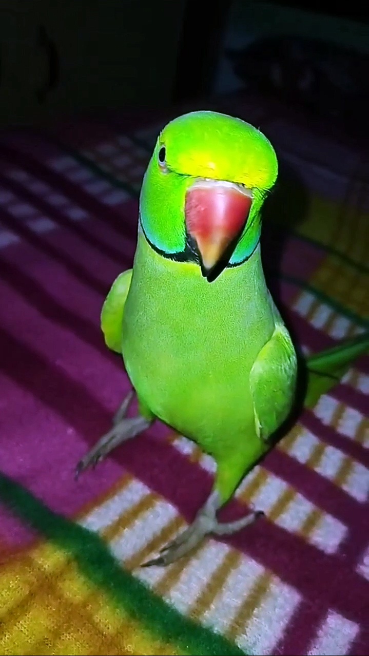 Bolne Wala Parrot | Talking Parrot