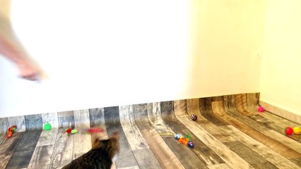 Funny Kitten Jumps to Catch the Toy