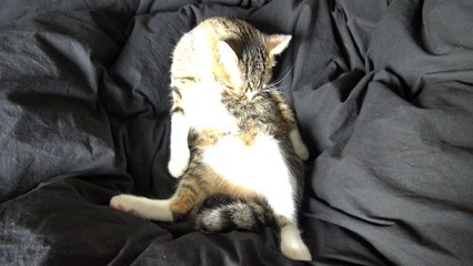 Kitten Cleans His White Chest
