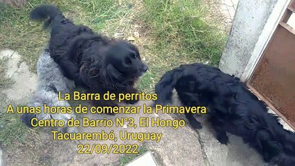 La Barra de perritos a unas horas de comenzar la Primavera (22/09/2022)