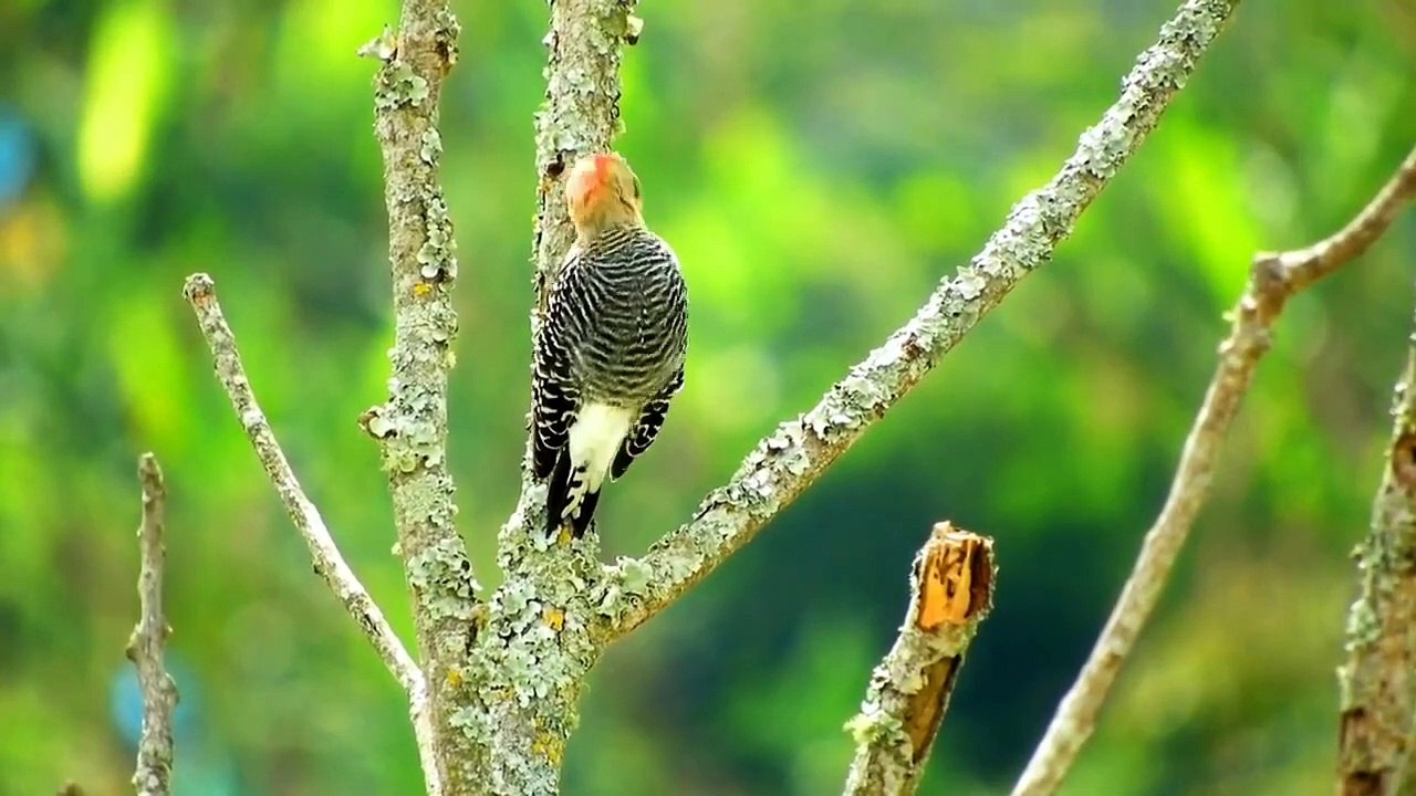 Suasana alam yang indah dilengkapi dengan suara burung ASMR