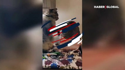 İki kedinin kavgasında ortamı yumuşatan öpücük