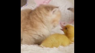 Best Cute Animals Video 2022| Cute Baby Cats - Cute Animals Part 5