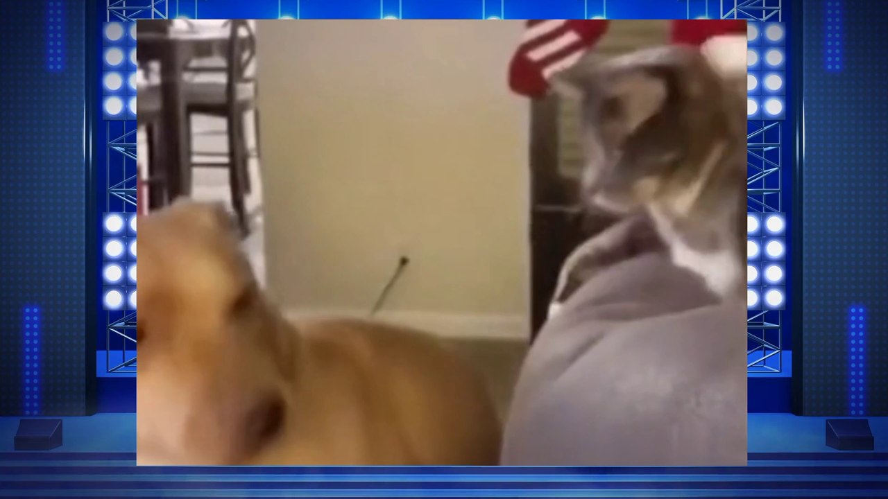 Funny moment animals cat and dog, dog behavior, cat behavior, cute animals