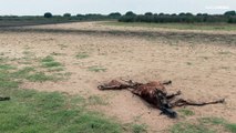 La sequía ahoga a Doñana