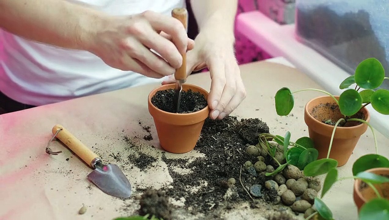 Mise en pot