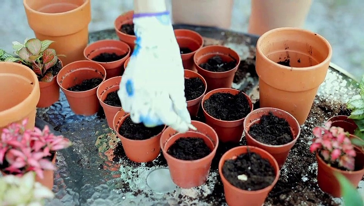 Préparation semis en pot