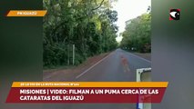 Misiones | video: filman a un puma cerca de las Cataratas del Iguazú