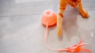 Cat Toy Playing | Funny Cat Videos | Cat New Videos | Animals Funny Videos | Cat Player