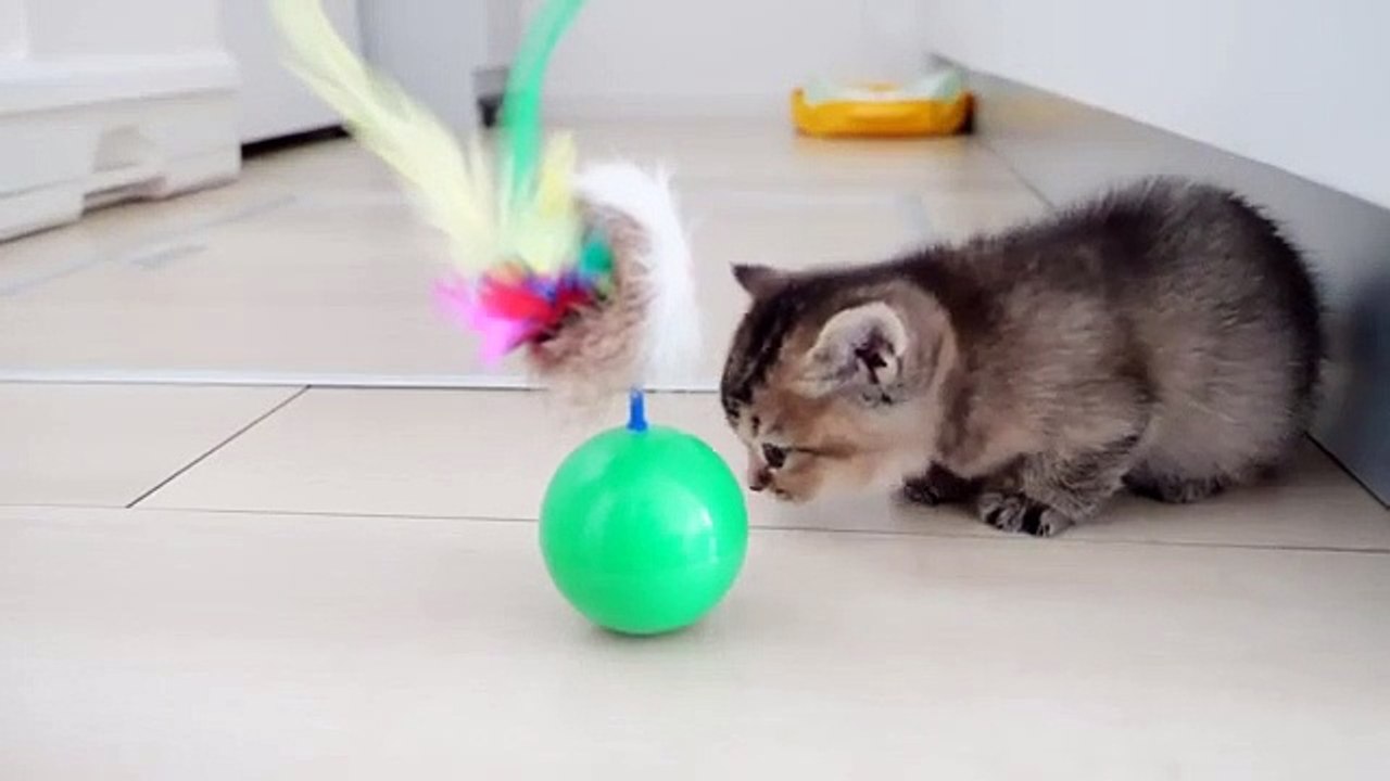 tony kitten #11