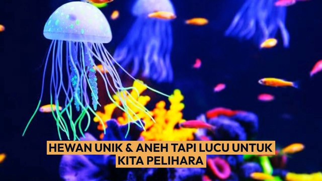 HEWAN HEWAN UNIK DAN ANEH TAPI LAYAK UNTUK KITA PELIHARA