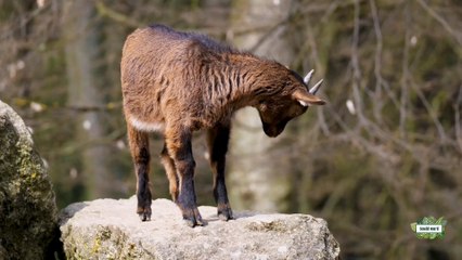 Animals Against Gravity