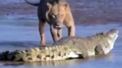 A HERD OF LIONS HUNTING A MASSIVE CROCODILE