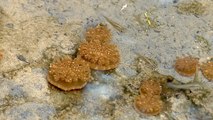 Upside-Down Jellyfish Numbers Rising in Kaohsiung Ocean Park - TaiwanPlus News